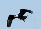 Eagles (1)  Bald eagle, Conomingo Dam - November, 2014